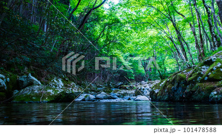 新緑の白賀渓谷 101478588
