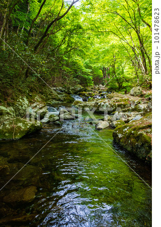 新緑の白賀渓谷 101478623