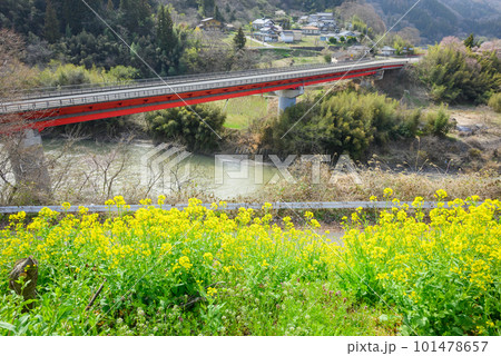 犀川に架かる日名橋と満開の菜の花【長野市信州新町】 犀川に架かる日名橋と満開の菜の花【長野市信州新町】 101478657