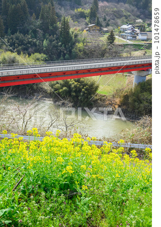 犀川に架かる日名橋と満開の菜の花【長野市信州新町】 犀川に架かる日名橋と満開の菜の花【長野市信州新町】 101478659