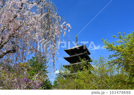 京都市世界遺産 仁和寺の五重塔と枝垂れ桜 101478698