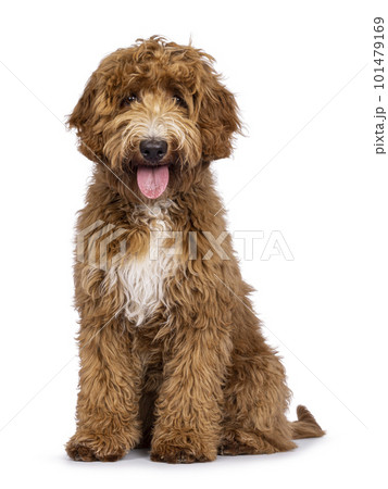 Labradoodle dog on white background 101479169
