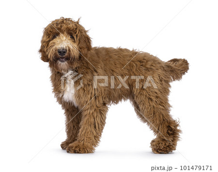 Labradoodle dog on white background 101479171
