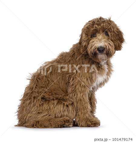 Labradoodle dog on white background 101479174