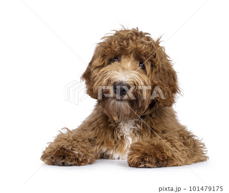 Labradoodle dog on white background 101479175