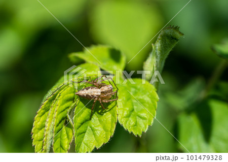 草の上のササグモ 101479328