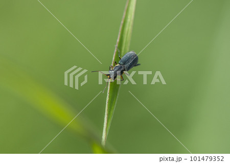 ツマキアオジョウカイモドキ ツマキアオジョウカイモドキ 101479352