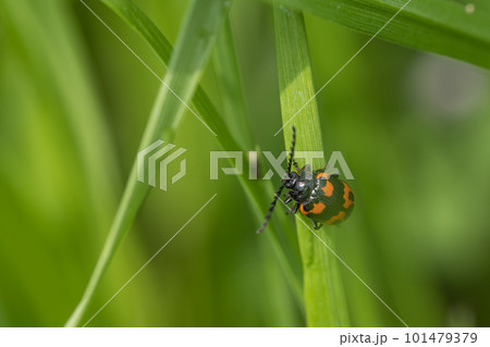 イタドリハムシ 101479379