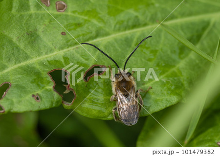 ニッポンヒゲナガハナバチ 101479382