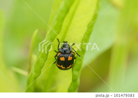 イタドリハムシ 101479383