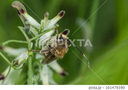 草花に止まるニッポンヒゲナガハナバチ 草花に止まるニッポンヒゲナガハナバチ 101479390