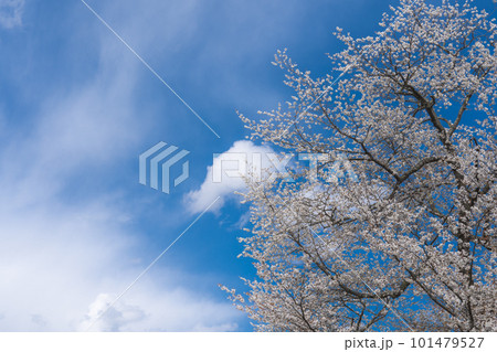 晴天の桜 晴天の桜 101479527