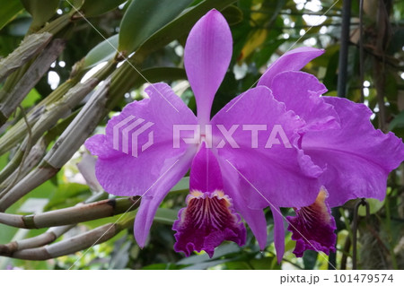 カトレヤ・リューデマンニアナ　Cattleya lueddemanniana　カトレアの原種 101479574