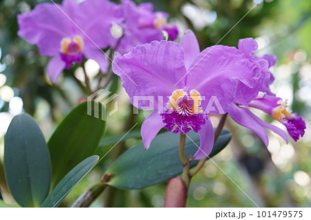 カトレヤ・リューデマンニアナ　Cattleya lueddemanniana　カトレアの原種 101479575
