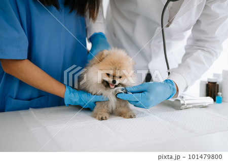 Pomeranian dog getting injection with vaccine during appointment in a veterinary clinic 101479800