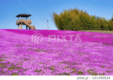 早朝の市貝町芝ざくら公園　青空と満開のシバザクラ　栃木県市貝町 101480038