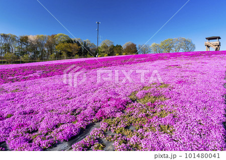 早朝の市貝町芝ざくら公園　青空と満開のシバザクラ　栃木県市貝町 101480041