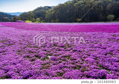 早朝の市貝町芝ざくら公園　青空と満開のシバザクラ　栃木県市貝町 101480063