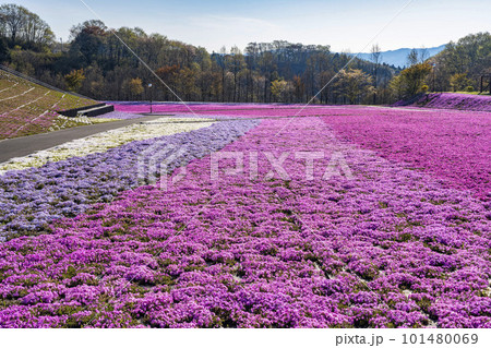 早朝の市貝町芝ざくら公園　青空と満開のシバザクラ　栃木県市貝町 101480069