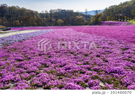 早朝の市貝町芝ざくら公園　青空と満開のシバザクラ　栃木県市貝町 101480070