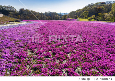 早朝の市貝町芝ざくら公園　青空と満開のシバザクラ　栃木県市貝町 101480073