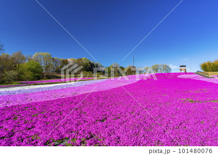 早朝の市貝町芝ざくら公園 青空と満開のシバザクラ 栃木県市貝町 早朝の市貝町芝ざくら公園 青空と満開のシバザクラ 栃木県市貝町 101480076