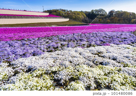 早朝の市貝町芝ざくら公園　青空と満開のシバザクラ　栃木県市貝町 101480086