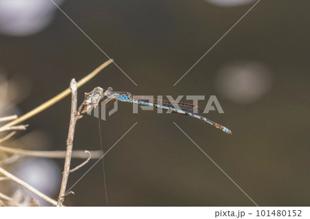 春の国営みちのく杜の湖畔公園 枝に止まるイトトンボ 宮城県川崎町 春の国営みちのく杜の湖畔公園 枝に止まるイトトンボ 宮城県川崎町 101480152