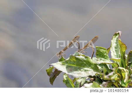 春の国営みちのく杜の湖畔公園　枝に止まるイトトンボ　宮城県川崎町 101480154