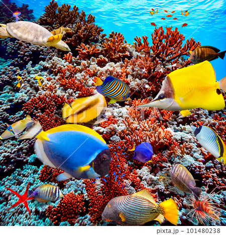 Underwater world in tropical ocean. Underwater world in tropical ocean. 101480238