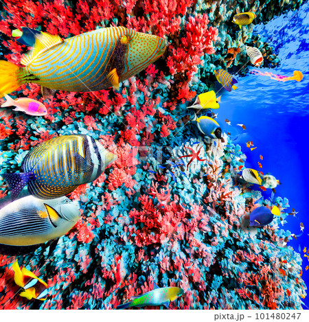 Underwater world in tropical ocean. Underwater world in tropical ocean. 101480247