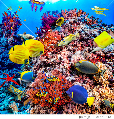 Underwater world in tropical ocean. Underwater world in tropical ocean. 101480248
