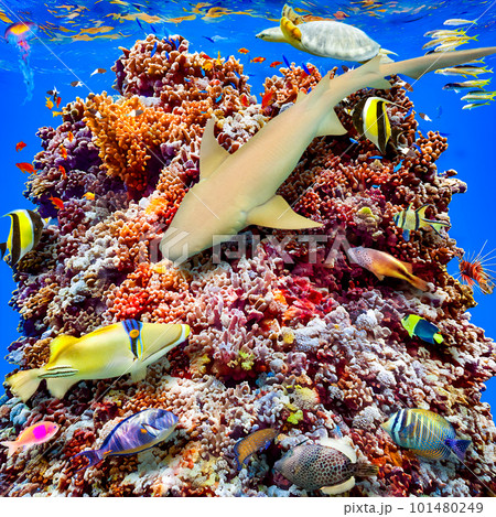 Underwater world in tropical ocean. Underwater world in tropical ocean. 101480249