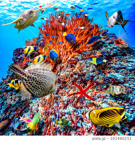 Underwater world in tropical ocean. 101480252