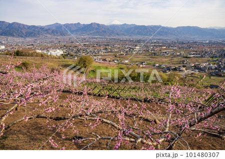 山梨県笛吹川フルーツ公園近くの広域農道から見た春の笛吹市 101480307