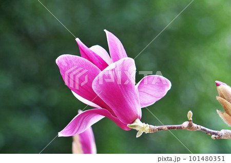 薄紫色のシモクレンの花（春、三月） 101480351