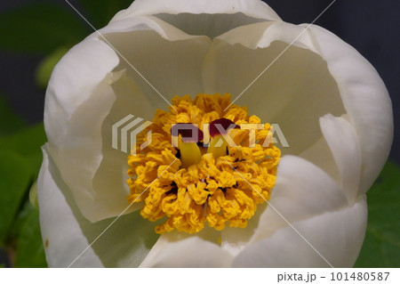 ヤマシャクヤク(山芍薬)の白い花 ヤマシャクヤク(山芍薬)の白い花 101480587