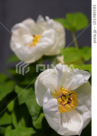 ヤマシャクヤク(山芍薬)の白い花 ヤマシャクヤク(山芍薬)の白い花 101480593