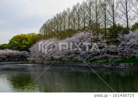 2023年大阪城公園の桜 2023年大阪城公園の桜 101480725