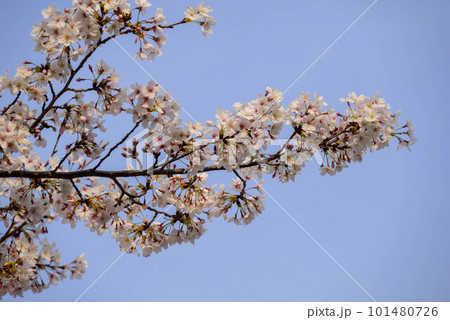 2023年大阪城公園の桜 2023年大阪城公園の桜 101480726