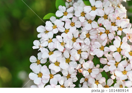 少しピンク色に見えるピンクユキヤナギの花（春、三月） 101480914