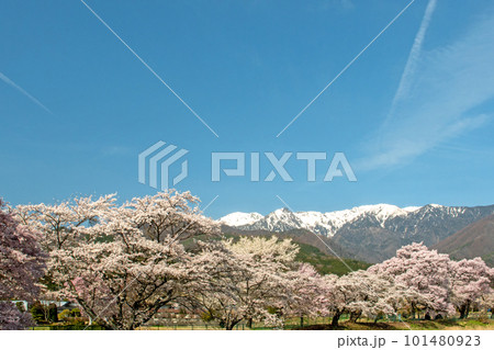残雪の中央アルプス駒ヶ岳と満開の桜 101480923