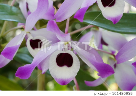 デンドロビウム・ノビル Dendrobium nobile デンドロビウムの原種 デンドロビウム・ノビル Dendrobium nobile デンドロビウムの原種 101480959