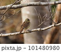 木の枝にとまるアオジ 101480980