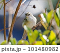 木の枝にとまるウグイス 101480982