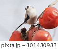 柿をついばむエナガ 101480983