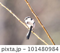枝に止まるエナガ 101480984