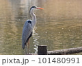 池の杭の上で獲物を狙うアオサギ 101480991