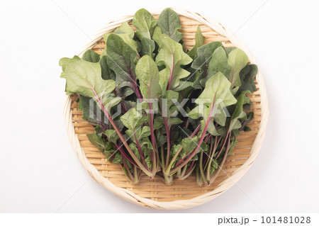 赤茎ほうれんそう 赤茎ほうれんそう 101481028
