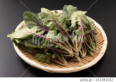 赤茎ほうれんそう 101481032